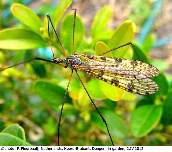 habitus - female