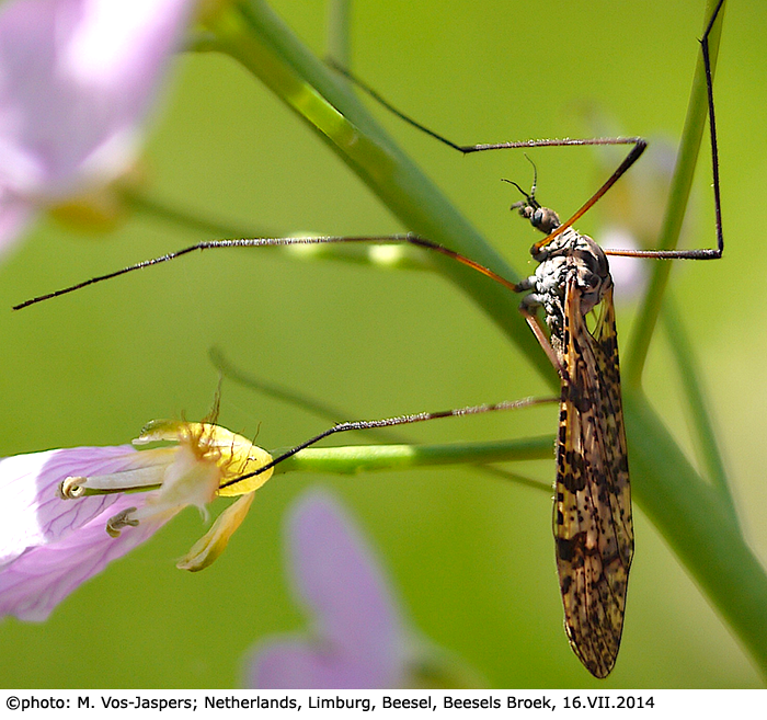 habitus - female