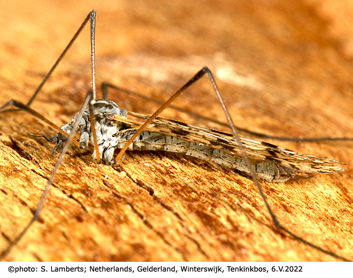 habitus - female
