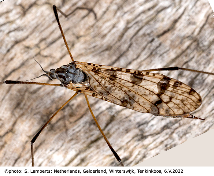 habitus - female