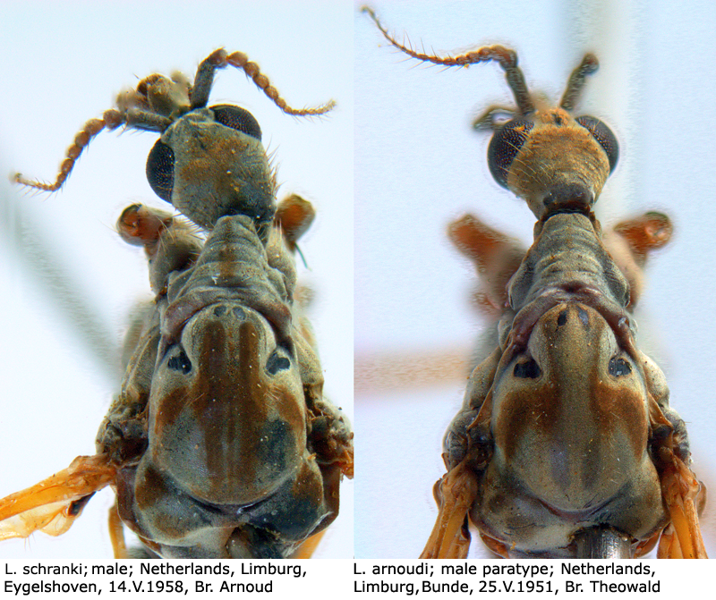 body part(s) - head and thorax