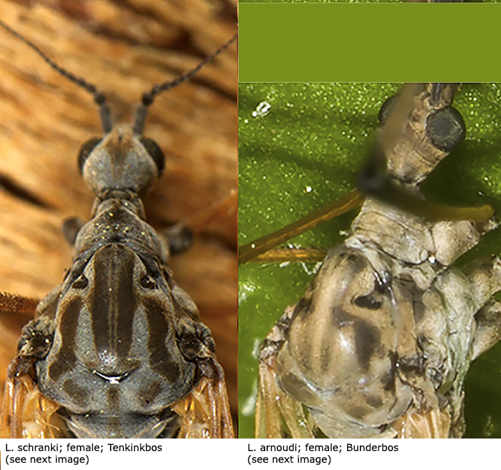 body part(s) - head and thorax