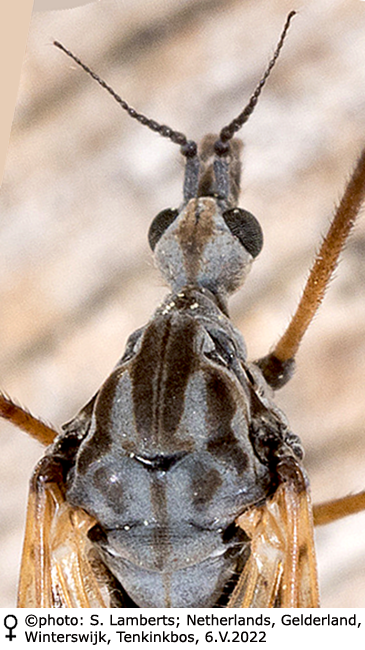 body part(s) - head and thorax