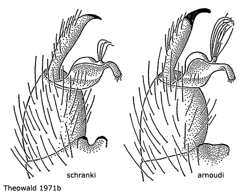 hypopygium