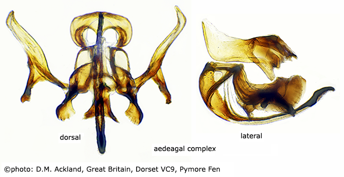 hypopygium