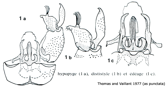 hypopygium