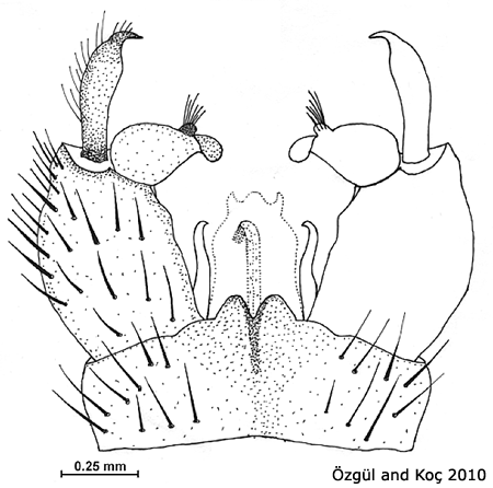 hypopygium