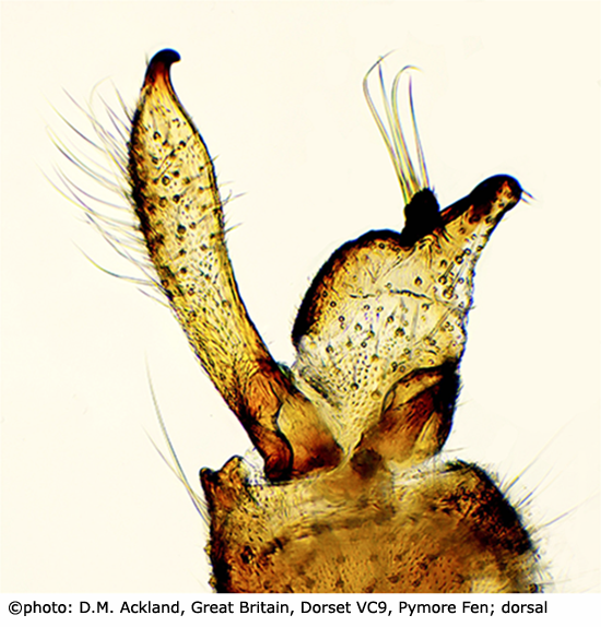 hypopygium