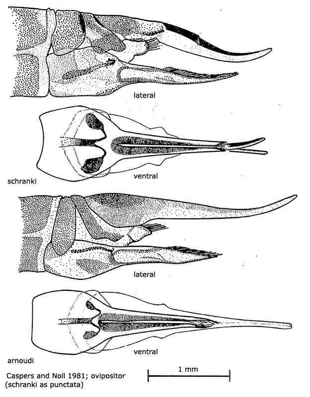 ovipositor