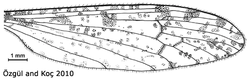 wing