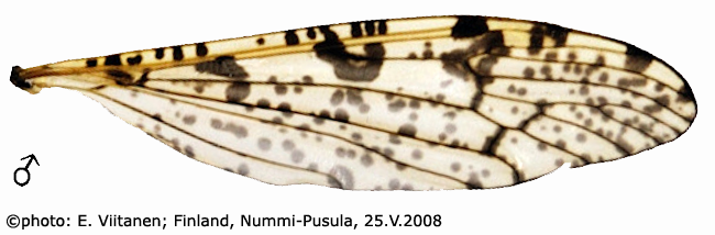 wing