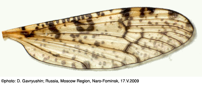 wing