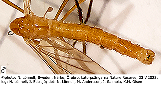 body part(s) - abdomen