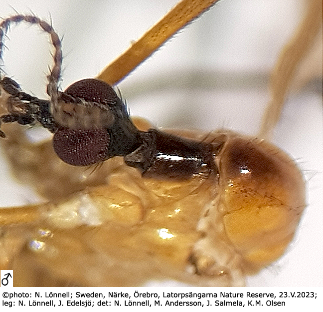body part(s) - head and thorax