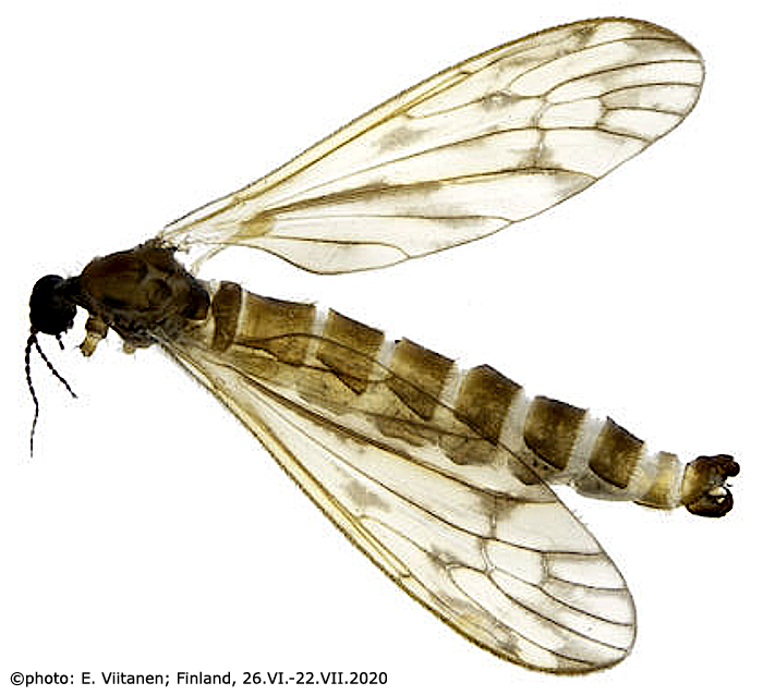 habitus - male