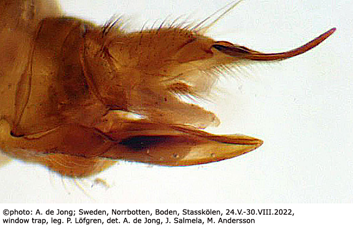 ovipositor