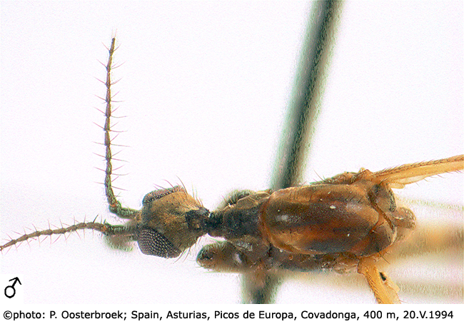 body part(s) - head and thorax