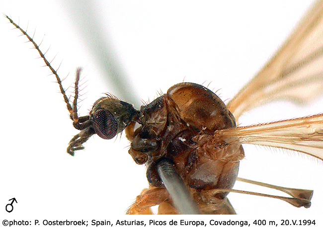body part(s) - head and thorax