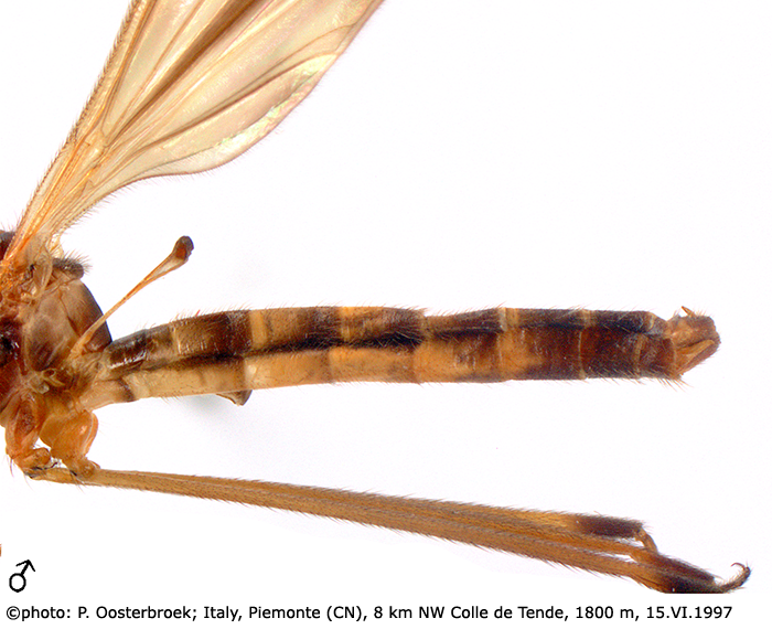 body part(s) - abdomen