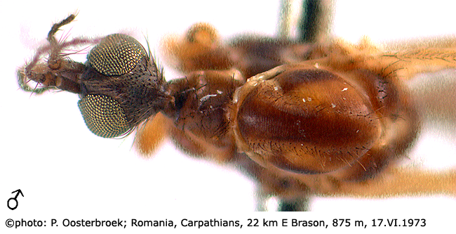 body part(s) - head and thorax