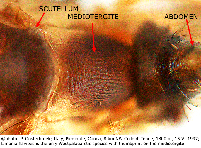 body part(s) - thorax