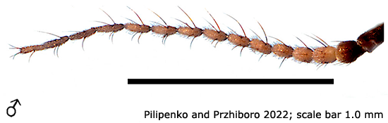 body part(s) - antenna