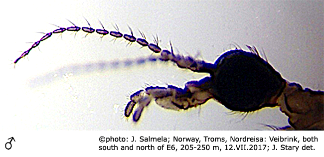 body part(s) - head and antenna