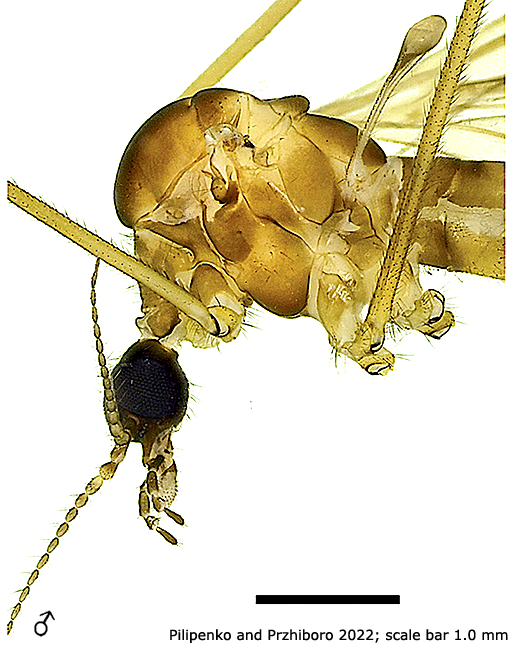 body part(s) - head and thorax
