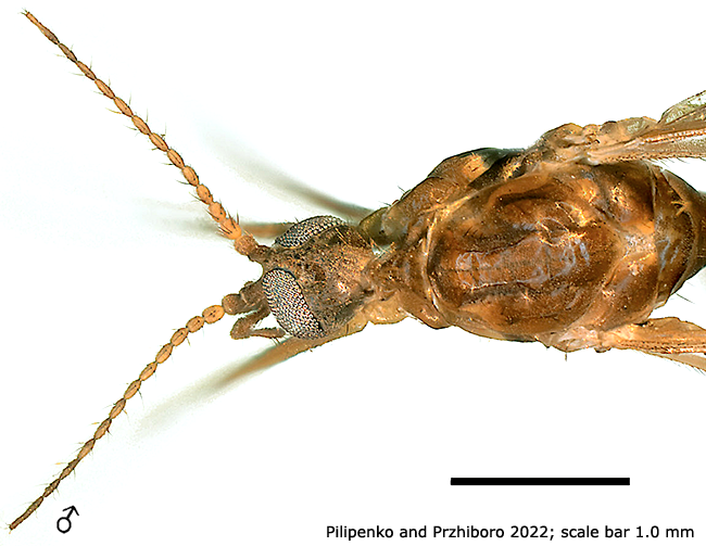 body part(s) - head and thorax