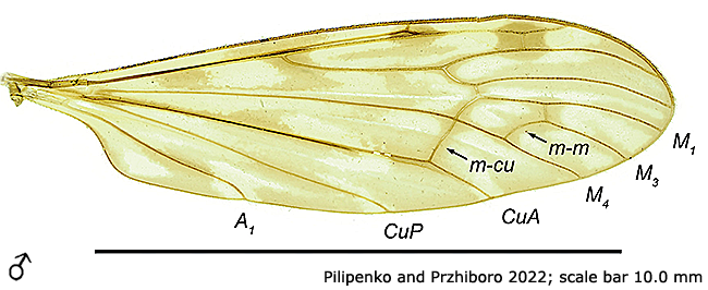 wing