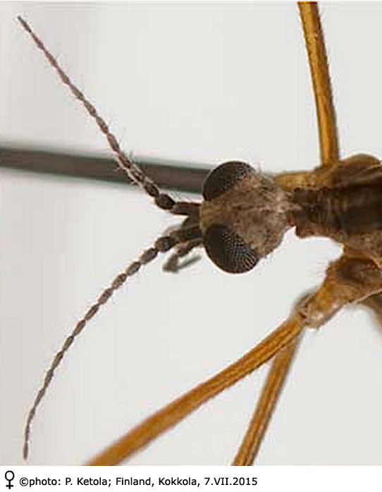 body part(s) - head and antenna