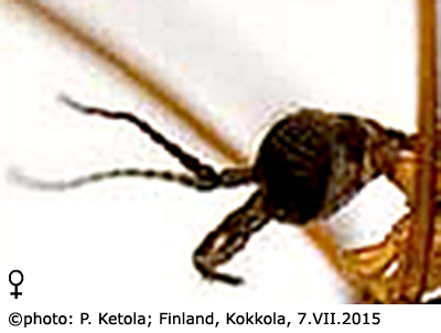 body part(s) - head and antenna