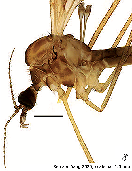 body part(s) - head and thorax