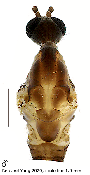 body part(s) - head and thorax