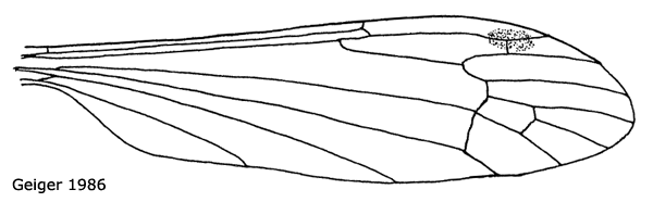 wing