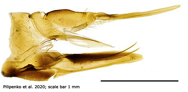 ovipositor