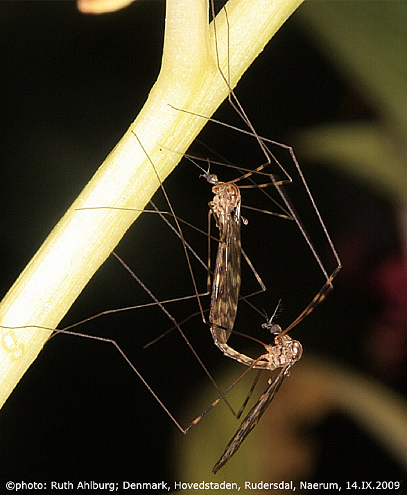 habitus - copula