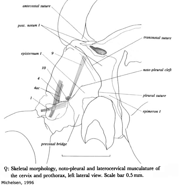 body part(s) - head and thorax