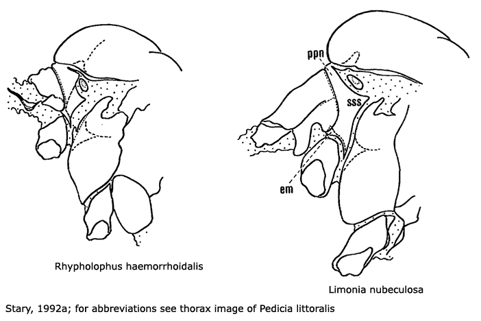 body part(s) - thorax