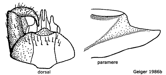 hypopygium