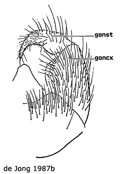 hypopygium