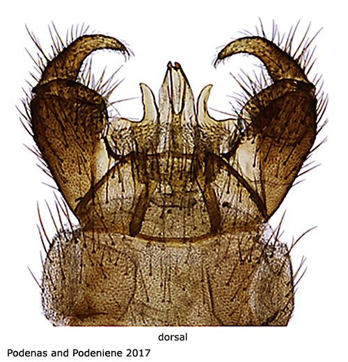 hypopygium