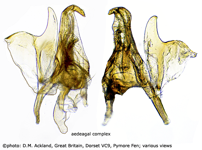 hypopygium