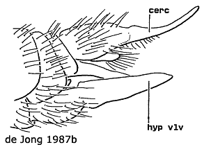 ovipositor