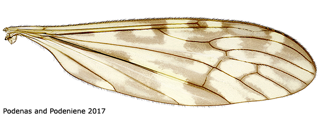 wing