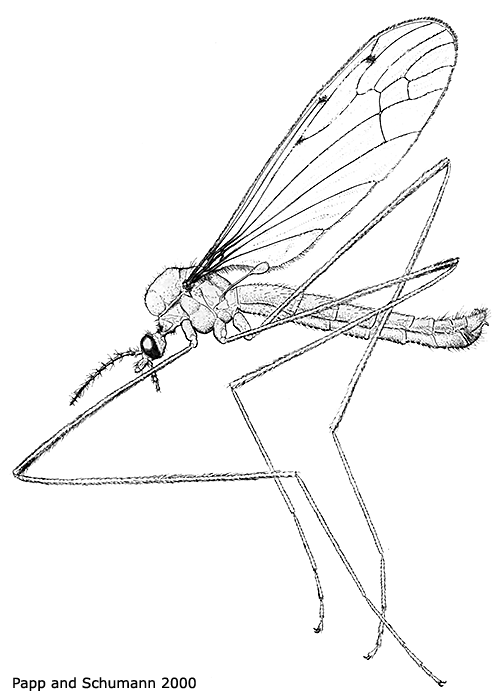 habitus - male