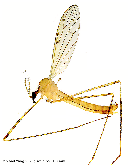 habitus - male