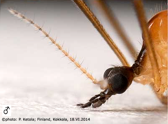 body part(s) - head and antenna