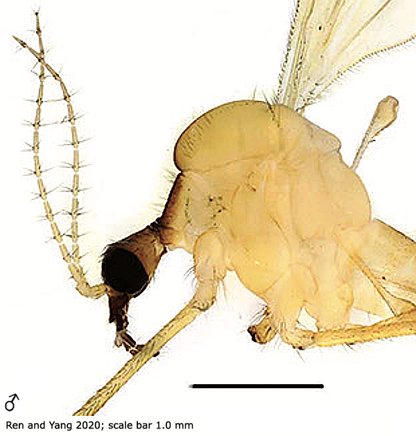body part(s) - head and thorax