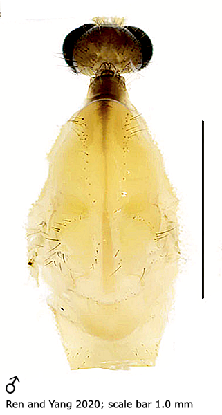 body part(s) - head and thorax